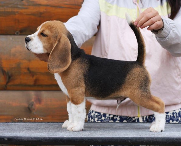 beagle - tango 4